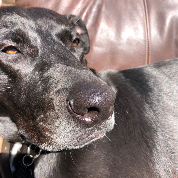 Meet your Posher, Miles - Picture 1 of 1